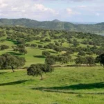 Proteger los bosques mediterraneos españa