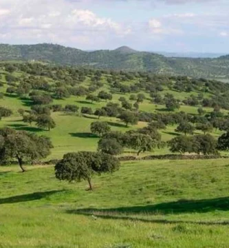Proteger los bosques mediterraneos españa