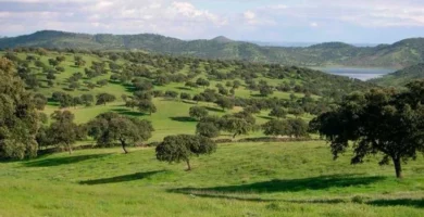 Proteger los bosques mediterraneos españa