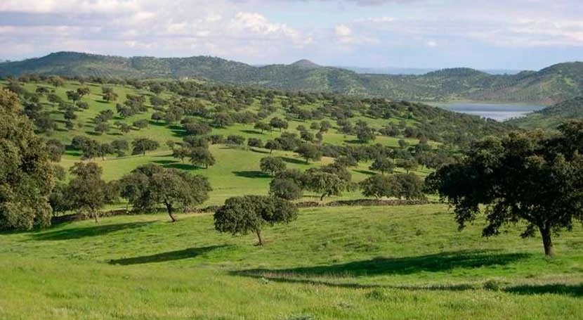 Protegiendo el Bosque Mediterráneo en España
