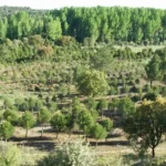 reforestacion en castilla y leon, España