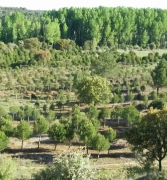reforestacion en castilla y leon, España