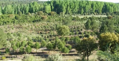 reforestacion en castilla y leon, España